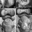 Image of Achrysocharoides serotinae Shevtsova & Hansson 2011