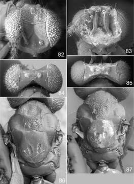 Image of Achrysocharoides serotinae Shevtsova & Hansson 2011