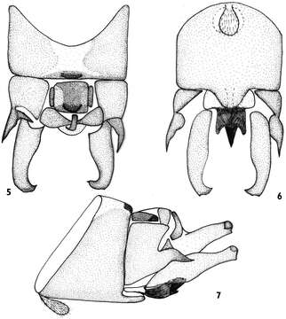 Image of Rhopalopsole