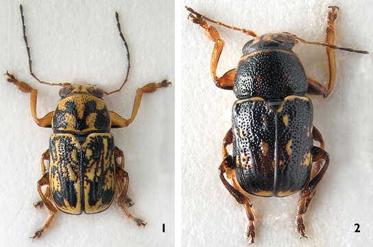 Image of Scriptured Leaf Beetles