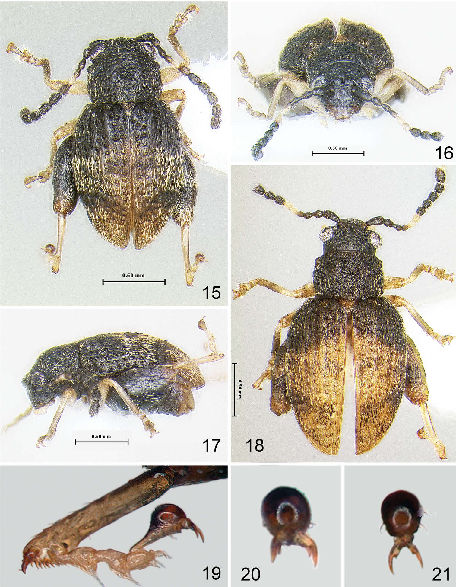 Image of Distigmoptera chamorrae Konstantinov & Konstantinova