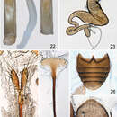 Image of Distigmoptera chamorrae Konstantinov & Konstantinova