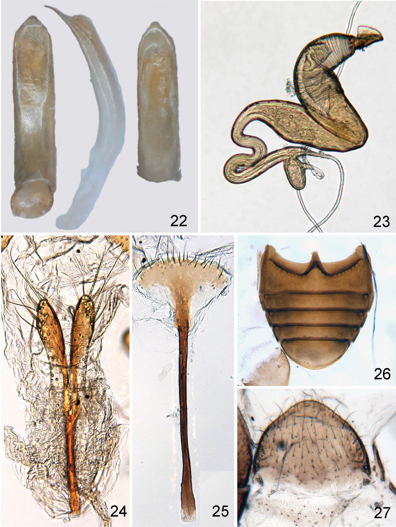 Image of Distigmoptera chamorrae Konstantinov & Konstantinova