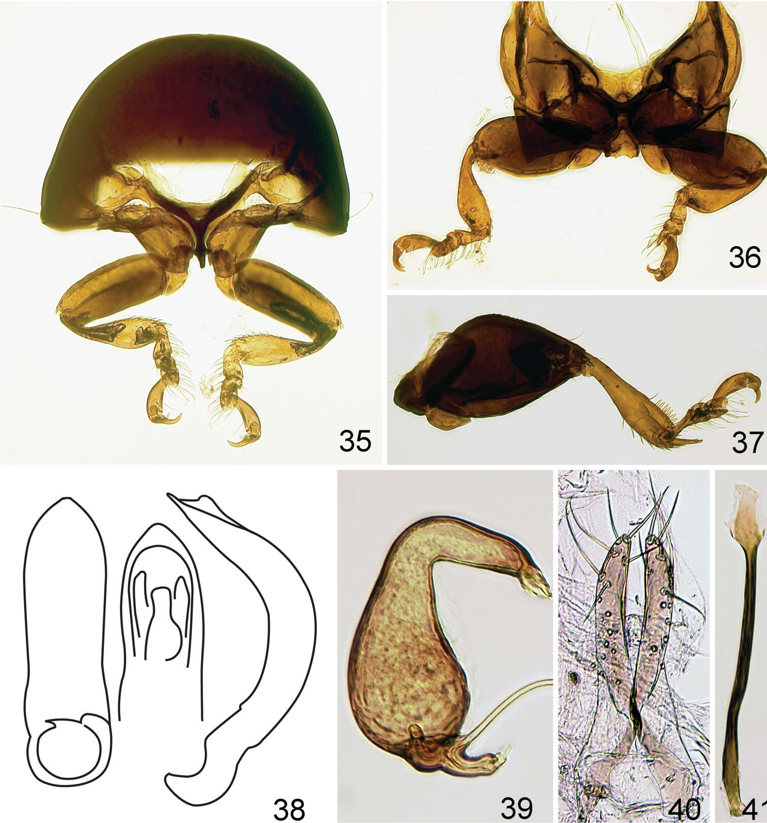 Image of Kiskeya elyunque Konstantinov & Konstantinova