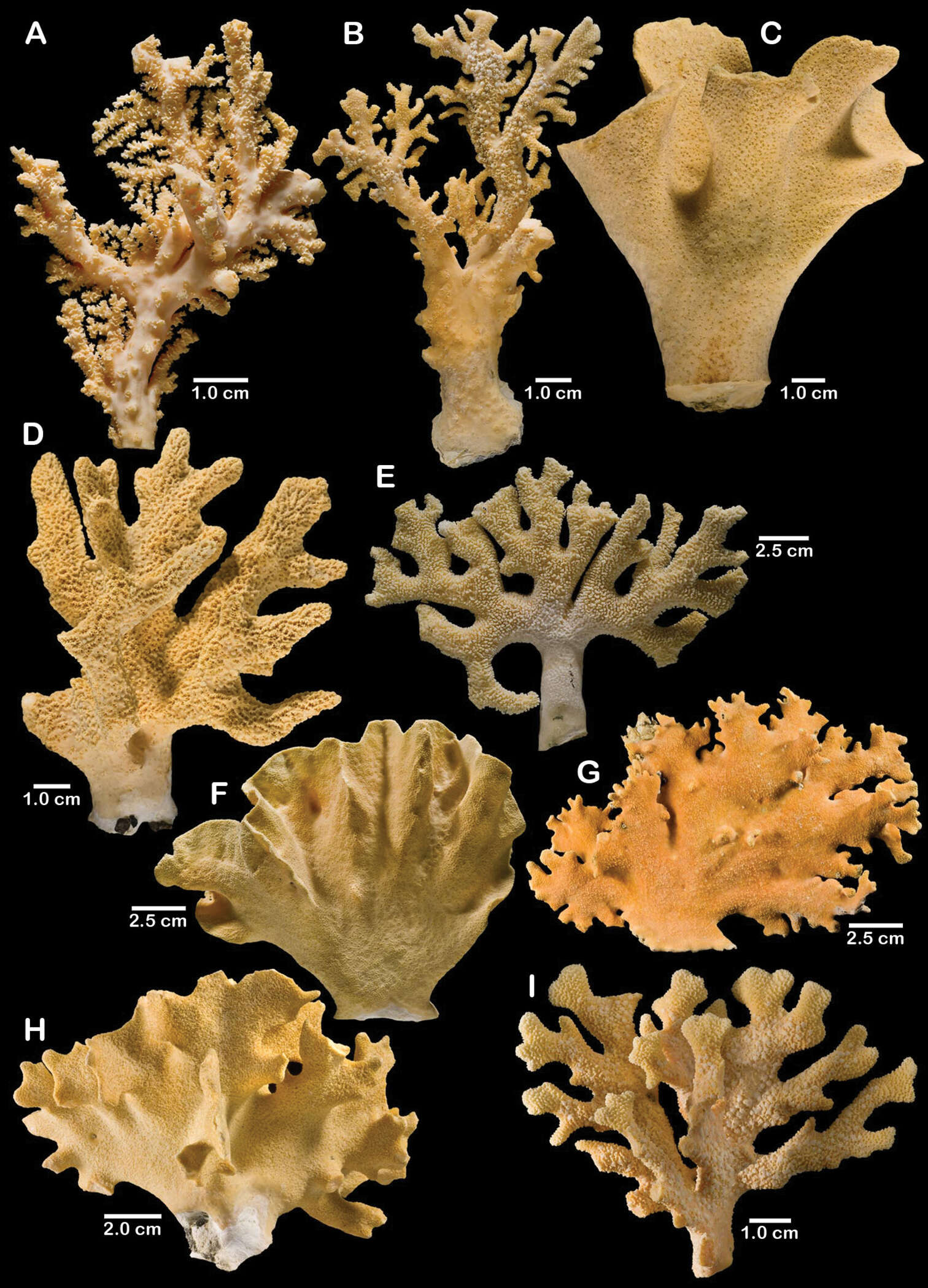 Image of Errinopora disticha Lindner & Cairns 2011