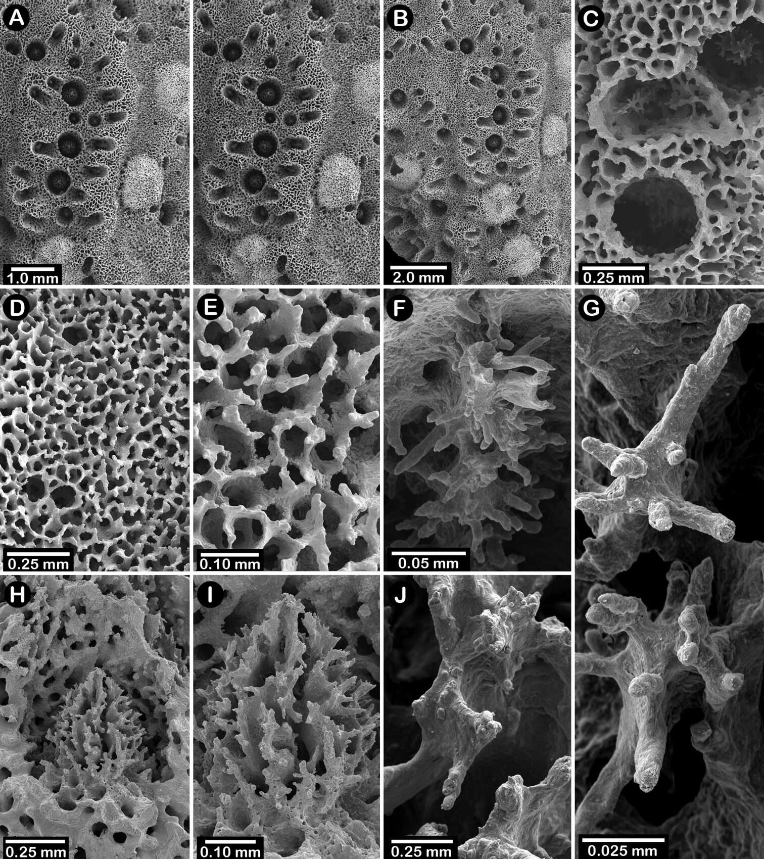 Imagem de Errinopora disticha Lindner & Cairns 2011