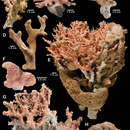 Imagem de Errinopora dichotoma Lindner & Cairns 2011