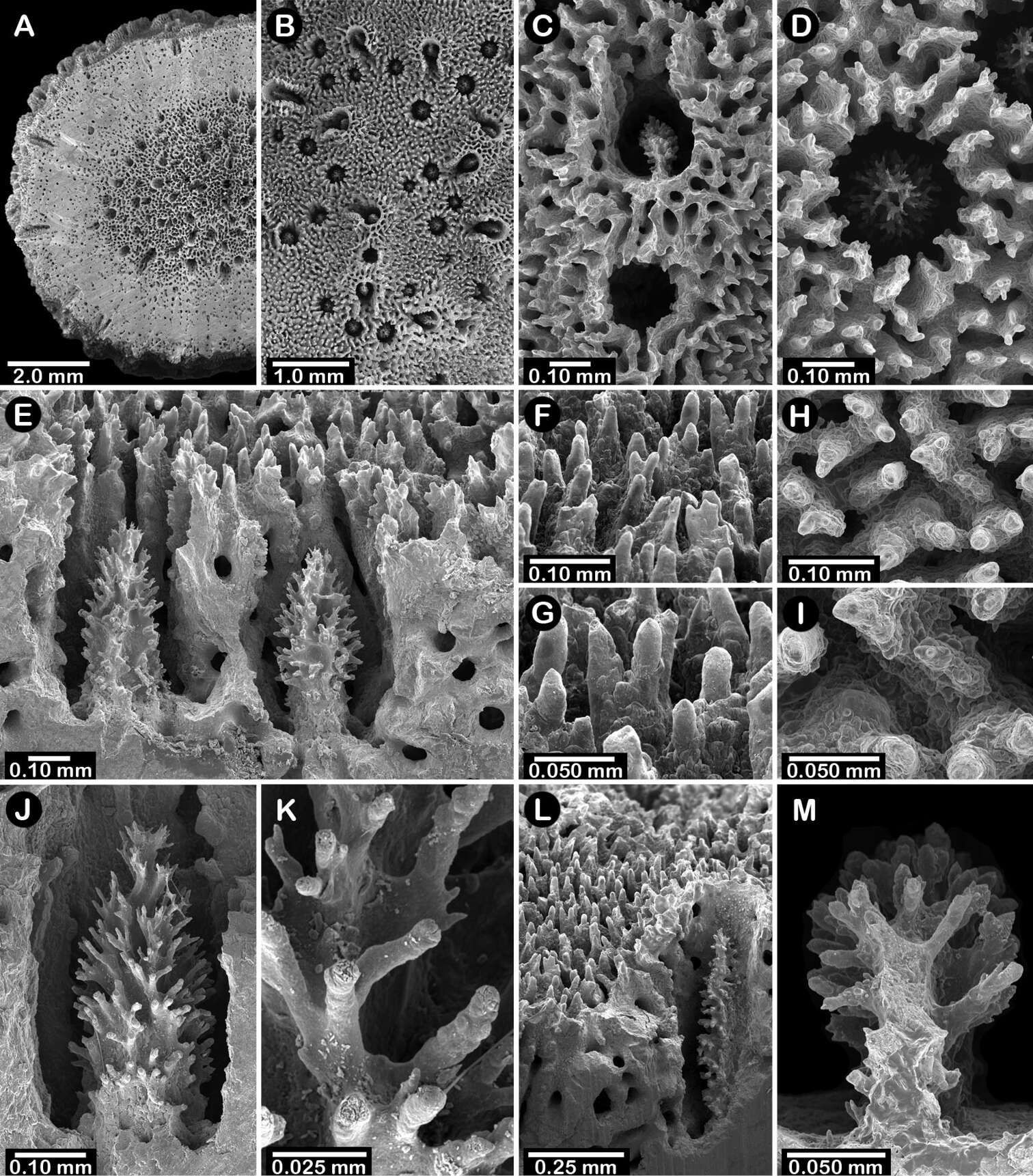 Imagem de Errinopora dichotoma Lindner & Cairns 2011