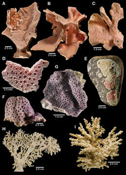 Image of Lace corals