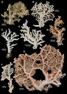 Image of Lace corals