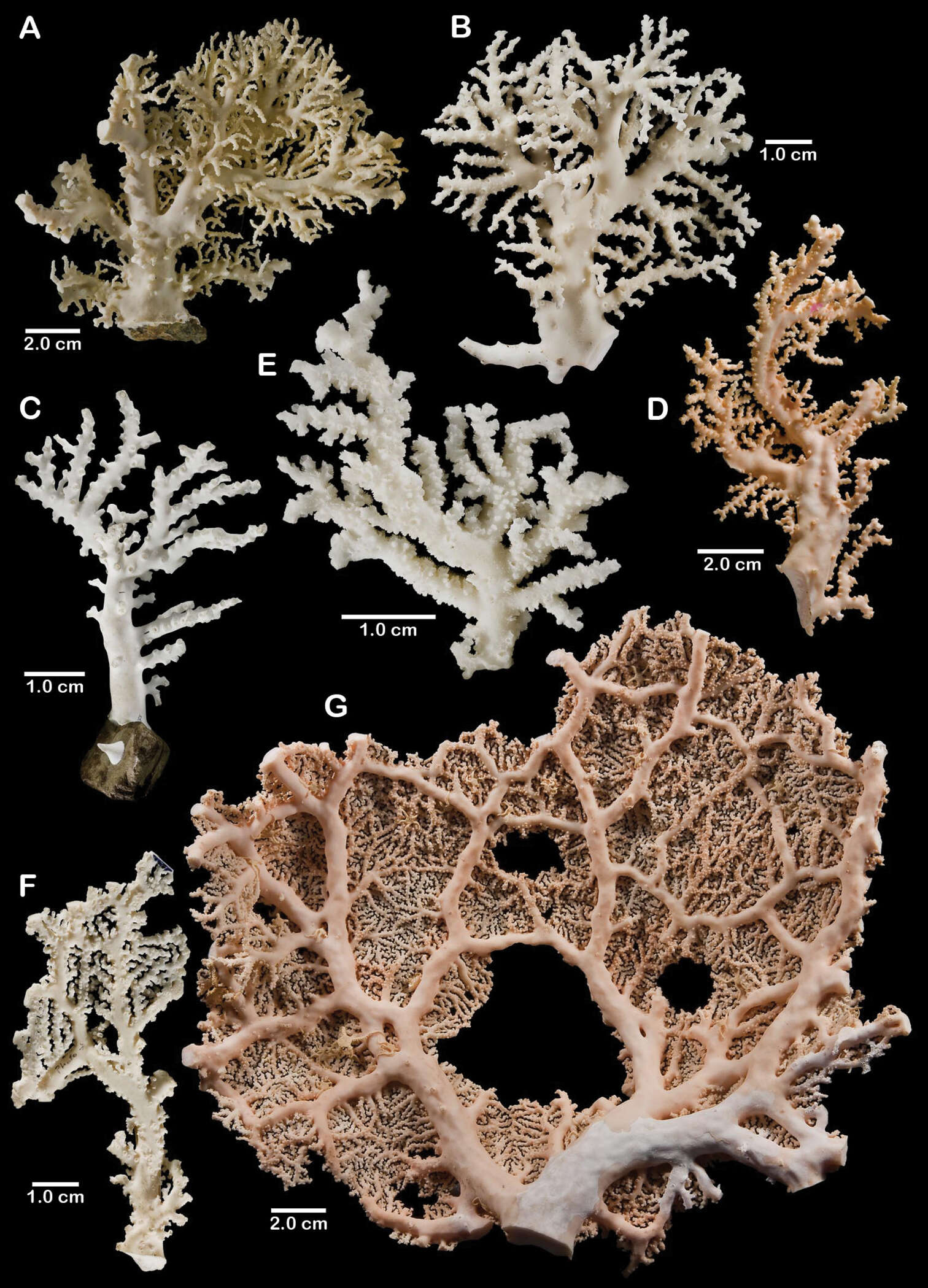 Image of Lace corals