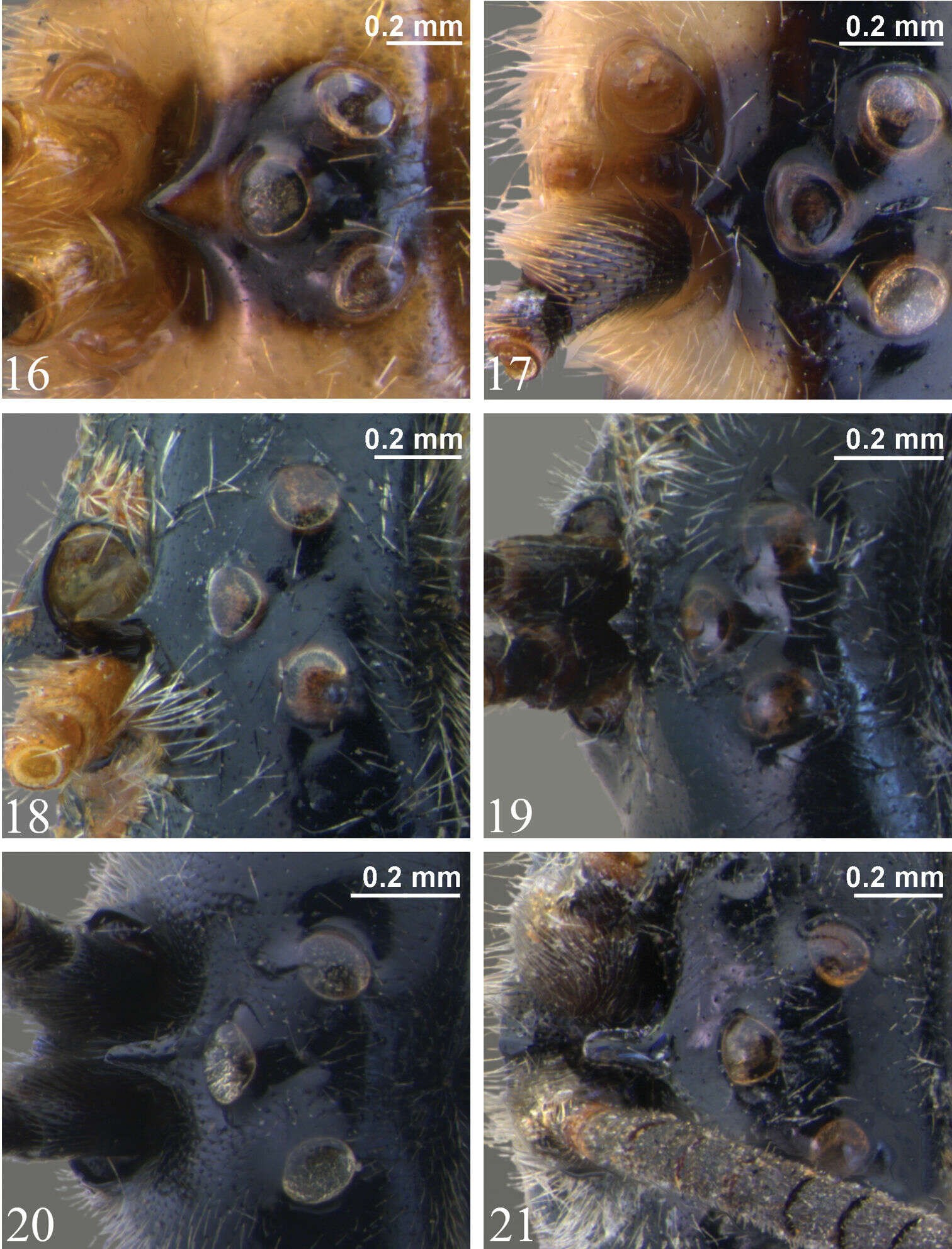 Image of Zambion eileenae Bennett & Barnes 2011