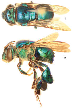 Image de Euglossa Latreille 1802