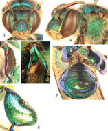 Image of Typical Orchid Bees