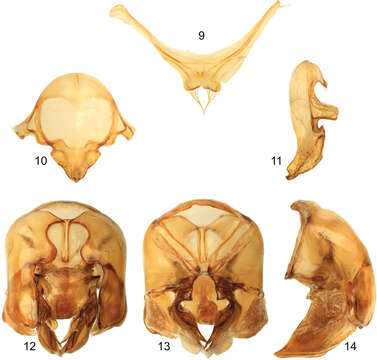 Image of Typical Orchid Bees