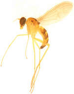 Image of Sinosciapus liuae Yang & Zhu 2011