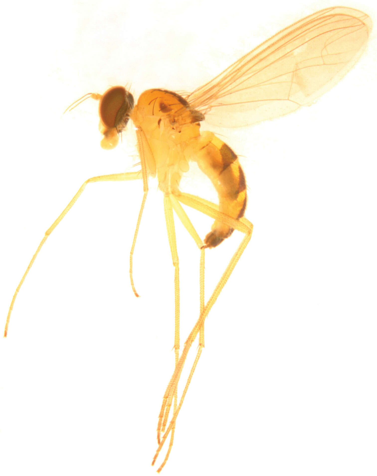 Image of Sinosciapus liuae Yang & Zhu 2011