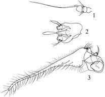 Image of Sinosciapus liuae Yang & Zhu 2011