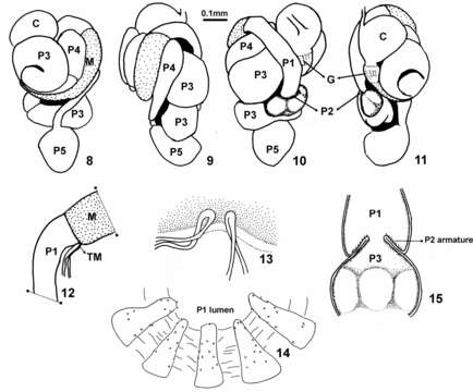 Image of Sinqasapatermes