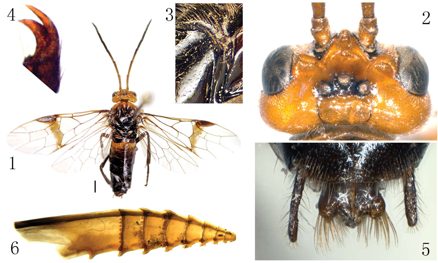 Image of Anhoplocampa bicoloricornis Wei & Niu 2011