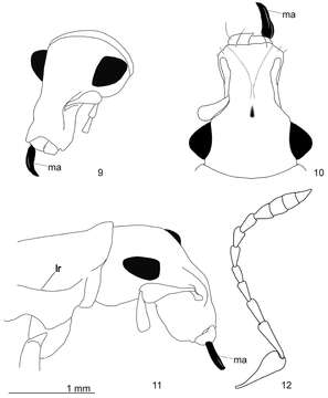 صورة Arostropsis