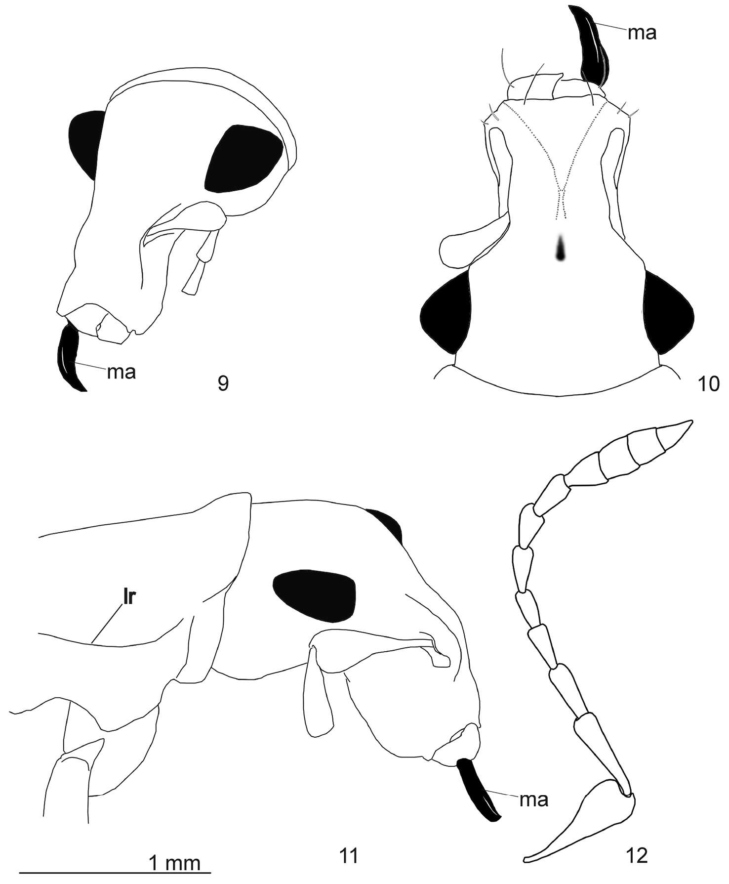 Image of Arostropsis