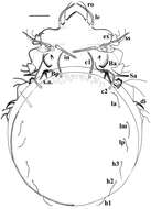 Sivun Acariformes kuva