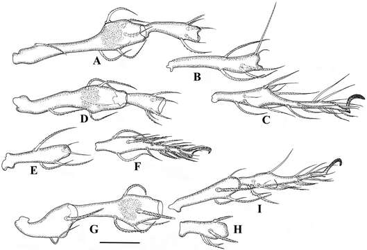 Image of Damaeus Koch 1835