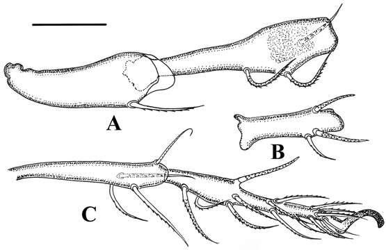 Image of Damaeus Koch 1835