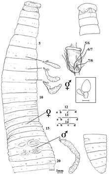 Image of giant worms