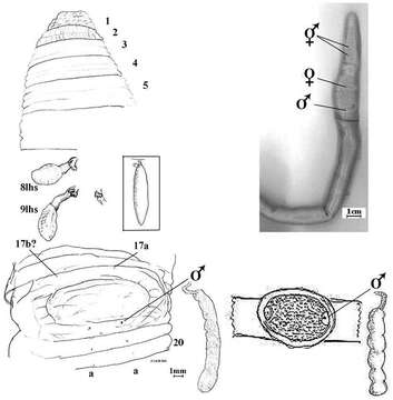 Image of Aporodrilus ponga Blakemore 2011