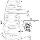 Notoscolex repanga Blakemore 2011 resmi