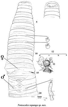 Image of Notoscolex Fletcher 1886