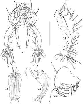 Image of Allotrichoma (Allotrichoma) dynatum Mathis & Zatwarnicki 2012