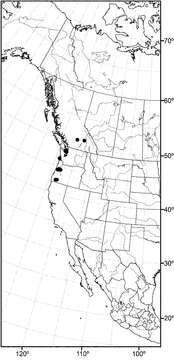 Image of Allotrichoma (Allotrichoma) dynatum Mathis & Zatwarnicki 2012