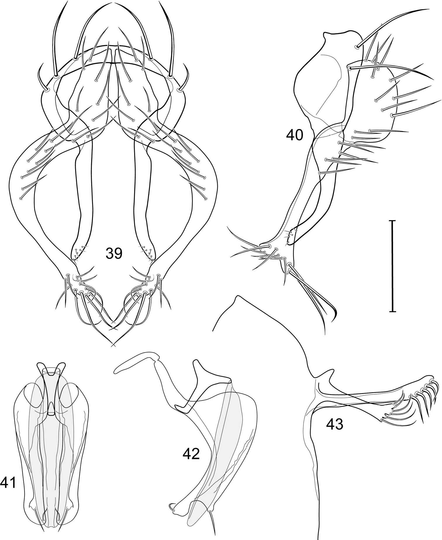 Image of Allotrichoma (Allotrichoma) occidentale Mathis & Zatwarnicki 2012