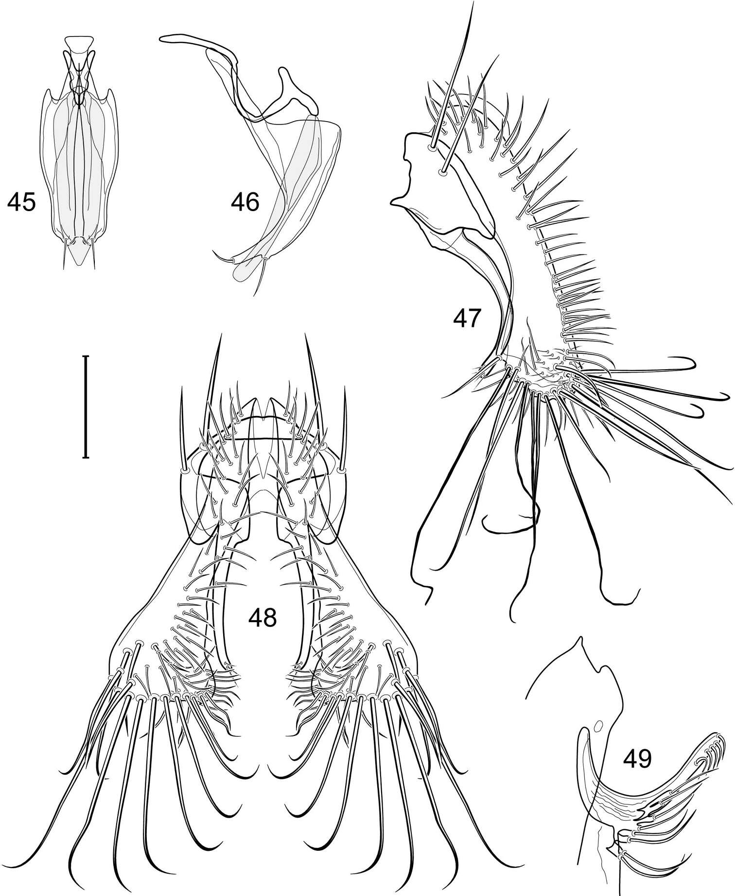 Слика од Allotrichoma (Allotrichoma) robustum Mathis & Zatwarnicki 2012