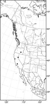 Image of Allotrichoma (Allotrichoma) robustum Mathis & Zatwarnicki 2012