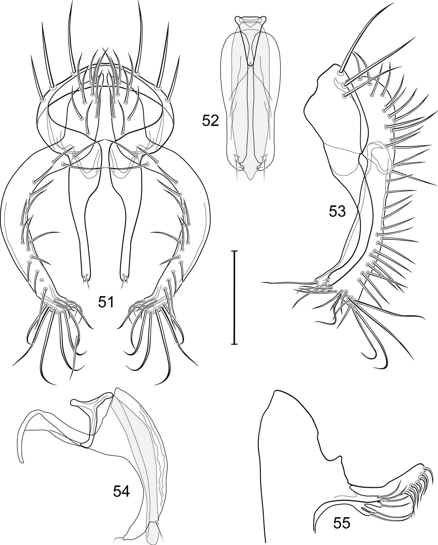 Image of Allotrichoma (Allotrichoma) sabroskyi Mathis & Zatwarnicki 2012