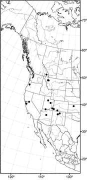 Image of Allotrichoma (Allotrichoma) sabroskyi Mathis & Zatwarnicki 2012