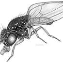 Imagem de Allotrichoma (Neotrichoma) baliops Mathis & Zatwarnicki 2012