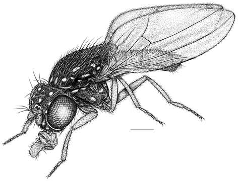 Image of Allotrichoma (Neotrichoma) baliops Mathis & Zatwarnicki 2012