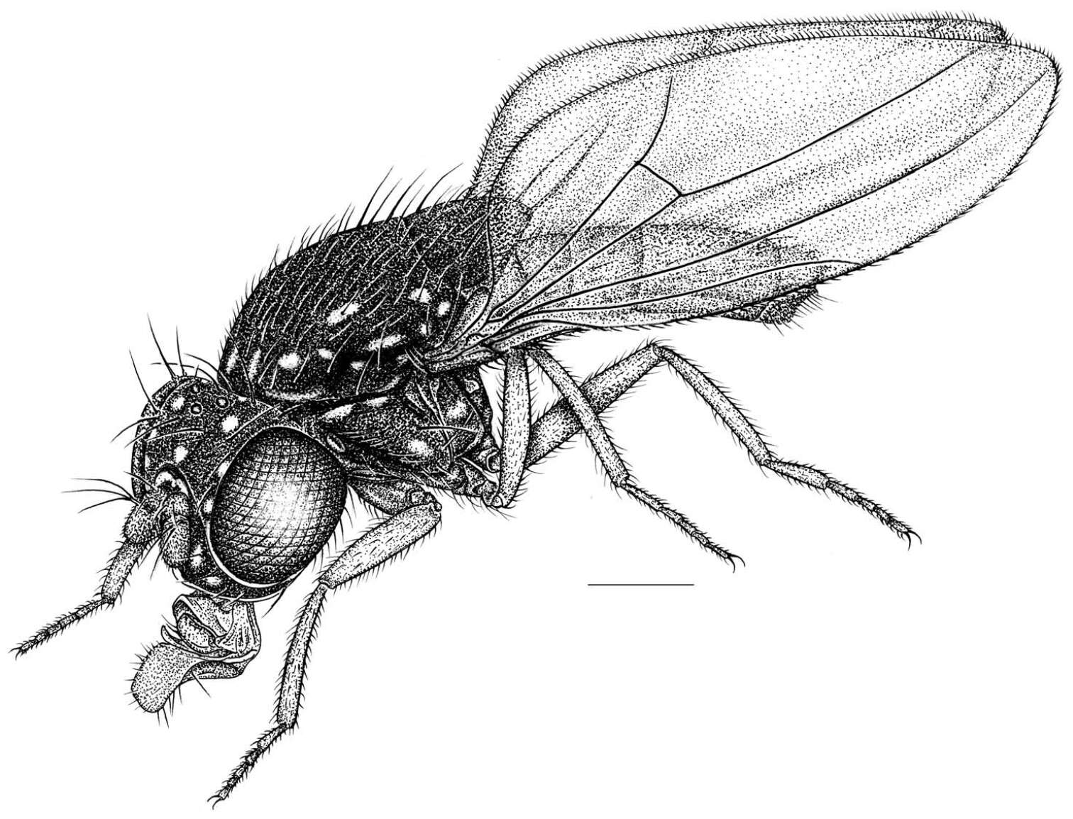 Image of Allotrichoma (Neotrichoma) baliops Mathis & Zatwarnicki 2012