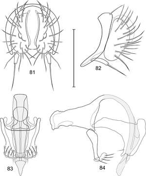 Image of Allotrichoma (Neotrichoma) baliops Mathis & Zatwarnicki 2012