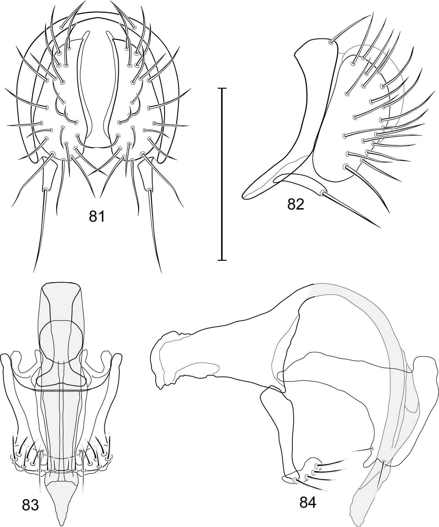 Image of Allotrichoma (Neotrichoma) baliops Mathis & Zatwarnicki 2012
