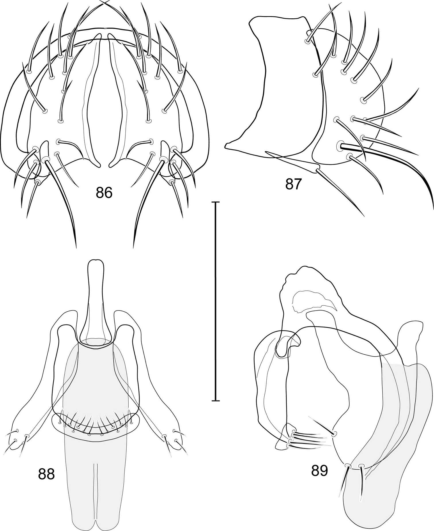 Image of Allotrichoma (Neotrichoma) insulare Mathis & Zatwarnicki 2012