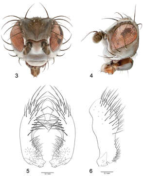 Image of Nocticanace