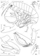 Plancia ëd Leucothoidea Dana 1852