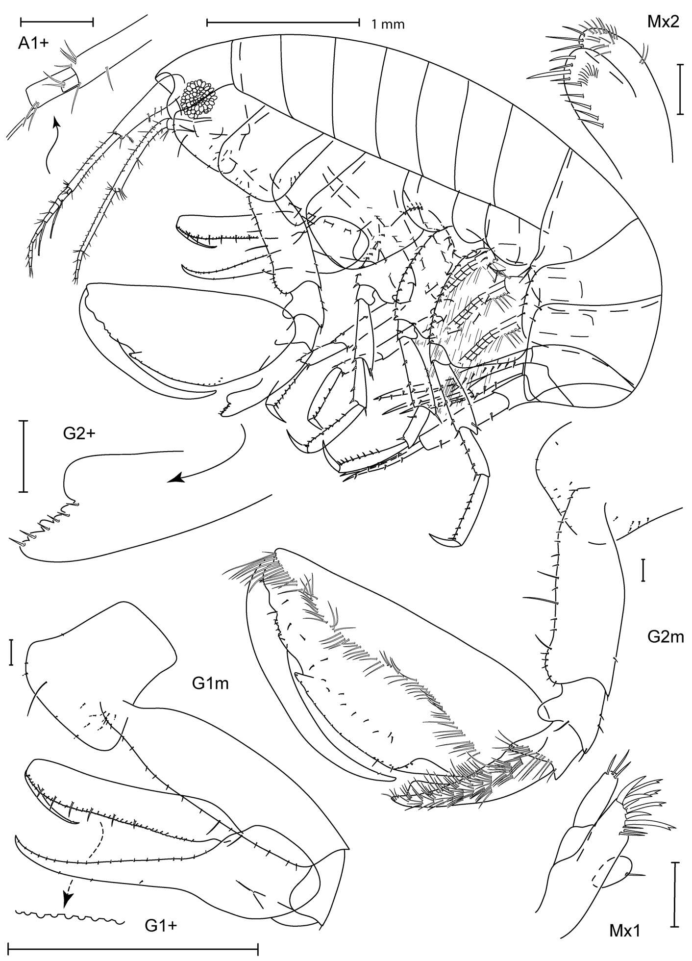 Plancia ëd Leucothoidea Dana 1852