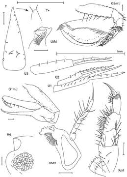 Image of Leucothoe Leach 1814